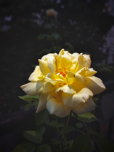 The yellow flowers in tilt shift lens
